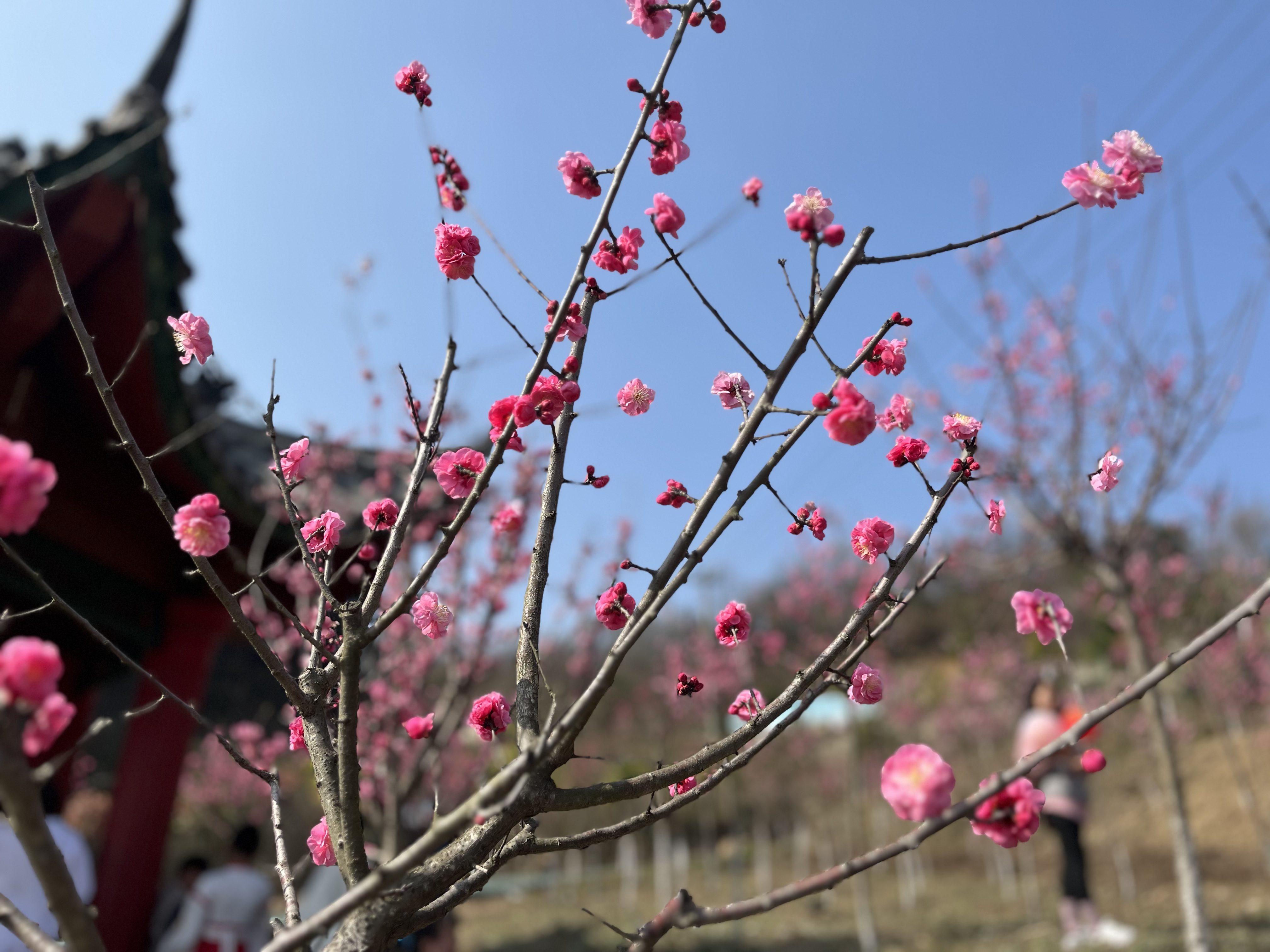 ���_(k��i)�\�C���ݾG �펽���ְ顰ͯ����        ���O(sh��)���������2023�ꡰ�c���ˡ�����̤����(d��ng)